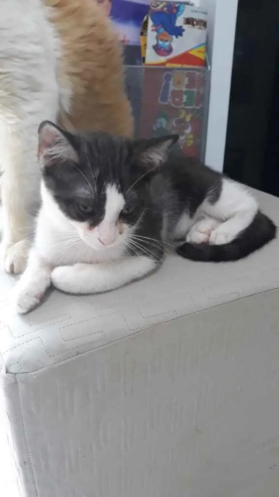 Gato raça Srd idade 2 a 6 meses nome Pimpolho castrado 