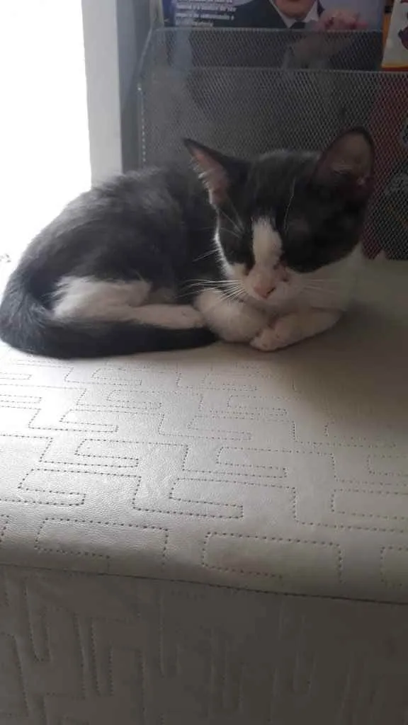 Gato raça Srd idade 2 a 6 meses nome Pimpolho castrado 