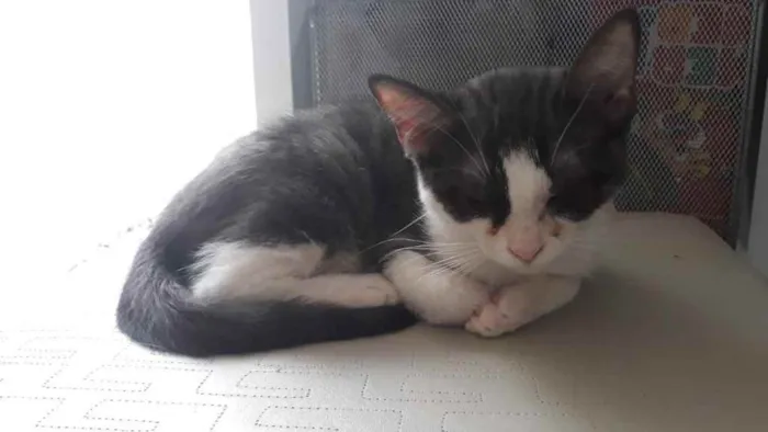 Gato raça Srd idade 2 a 6 meses nome Pimpolho castrado 