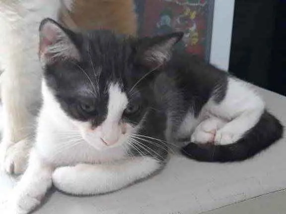 Gato raça Srd idade 2 a 6 meses nome Pimpolho castrado 