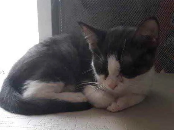 Gato raça Srd idade 2 a 6 meses nome Pimpolho castrado 