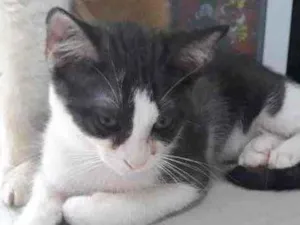 Gato raça Srd idade 2 a 6 meses nome Pimpolho castrado 