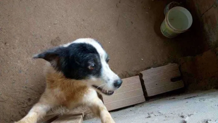 Cachorro ra a Crok ( vira lata) idade 5 anos nome Branca