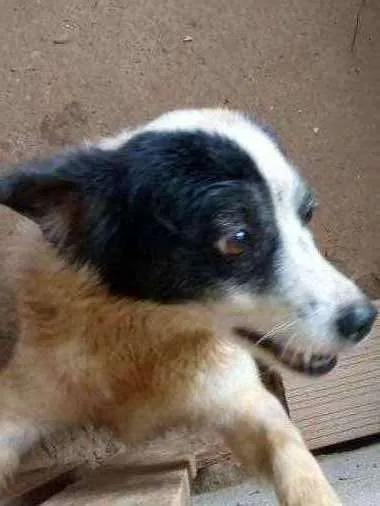 Cachorro ra a Crok ( vira lata) idade 5 anos nome Branca