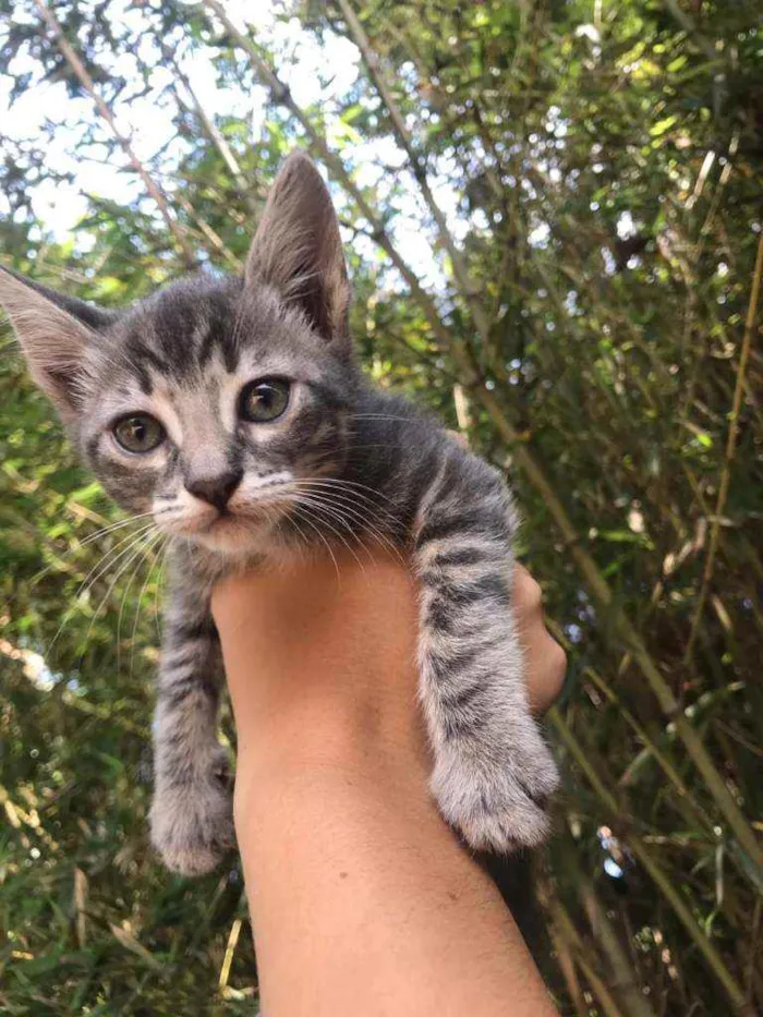 Gato ra a Mestiça american shothair  idade 2 a 6 meses nome Aurora 