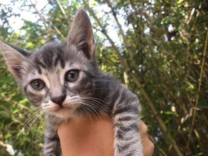 Gato ra a Mestiça american shothair  idade 2 a 6 meses nome Aurora 