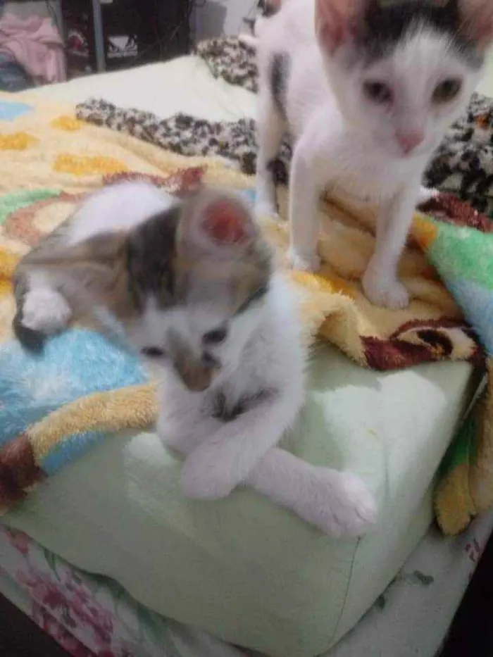 Gato ra a Srd idade 2 a 6 meses nome Tim/Thomas/Thom e Fl