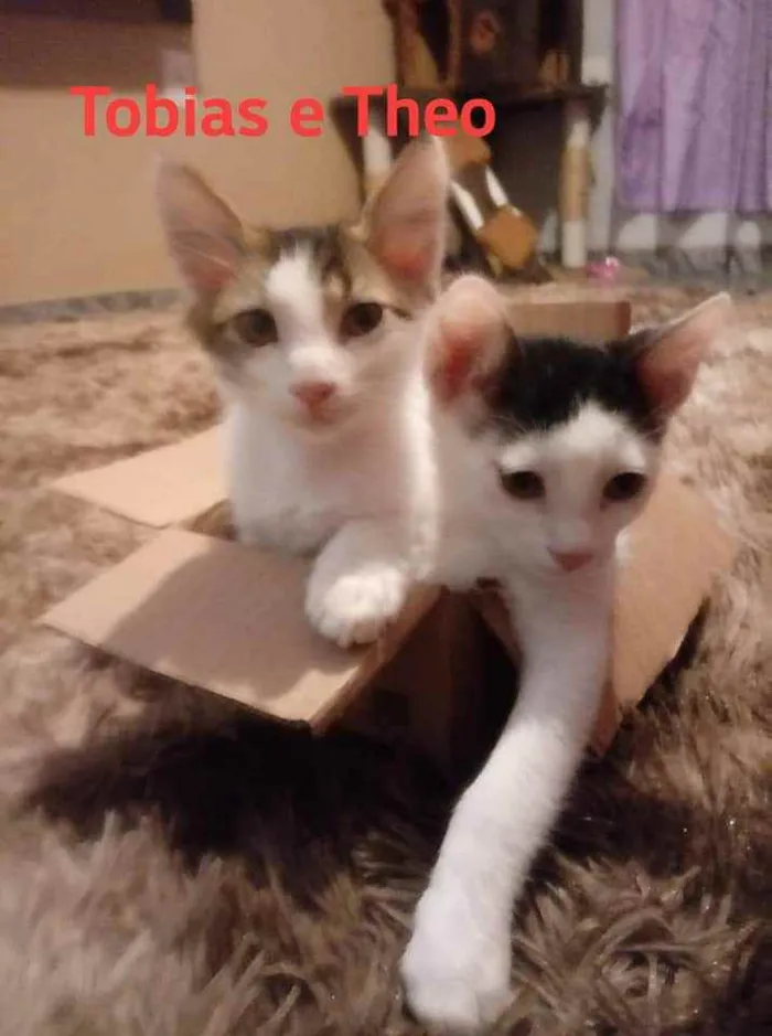 Gato ra a Srd idade 2 a 6 meses nome Tim/Thomas/Thom e Fl