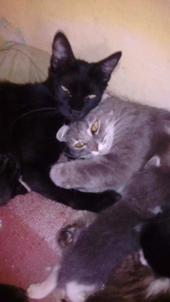 Gato ra a Mistura idade 2 a 6 meses nome Mistura