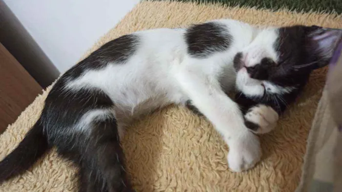 Gato raça Híbrida idade Abaixo de 2 meses nome Não tem nome