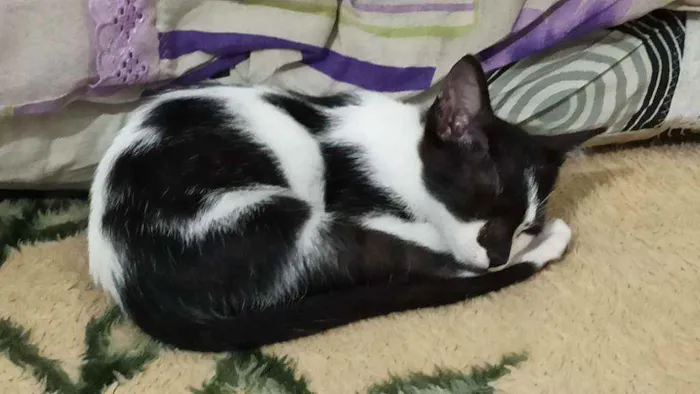 Gato raça Híbrida idade Abaixo de 2 meses nome Não tem nome