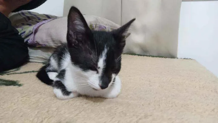 Gato raça Híbrida idade Abaixo de 2 meses nome Não tem nome