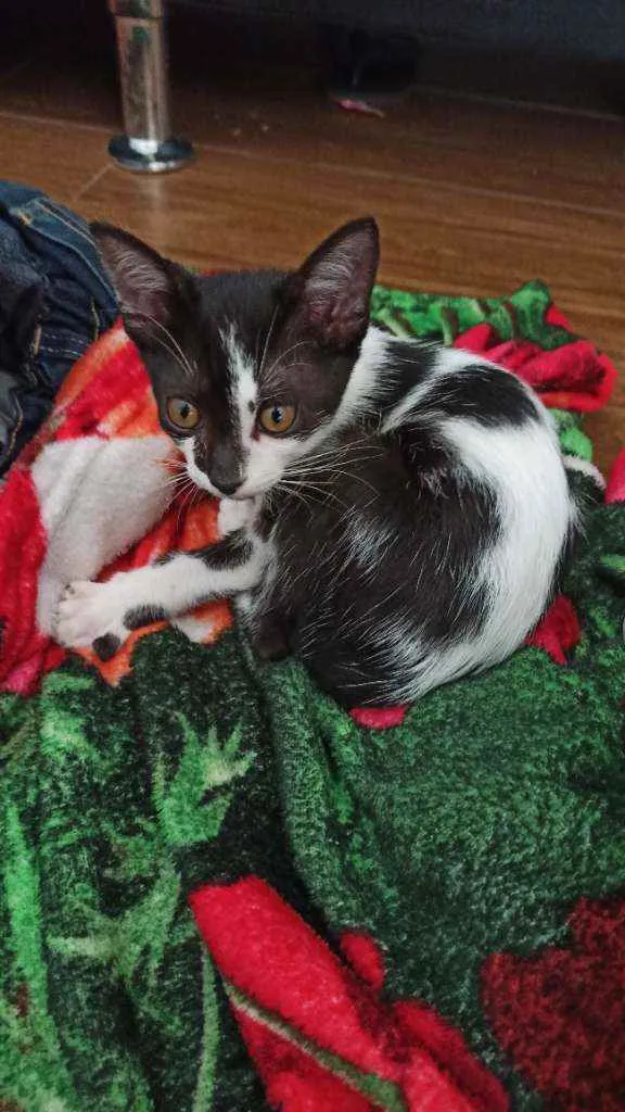 Gato raça Híbrida idade Abaixo de 2 meses nome Não tem nome