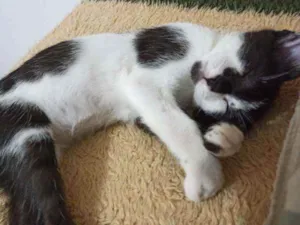Gato raça Híbrida idade Abaixo de 2 meses nome Não tem nome