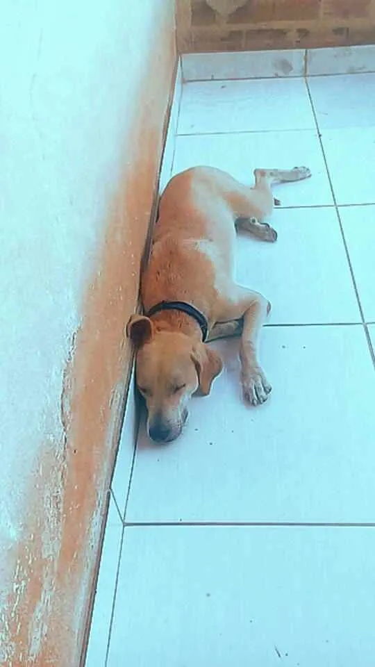 Cachorro ra a Vira lata  idade 2 anos nome Chica