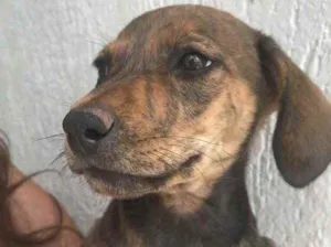 Cachorro raça Sem Raça Definida idade 2 a 6 meses nome Sem Nome