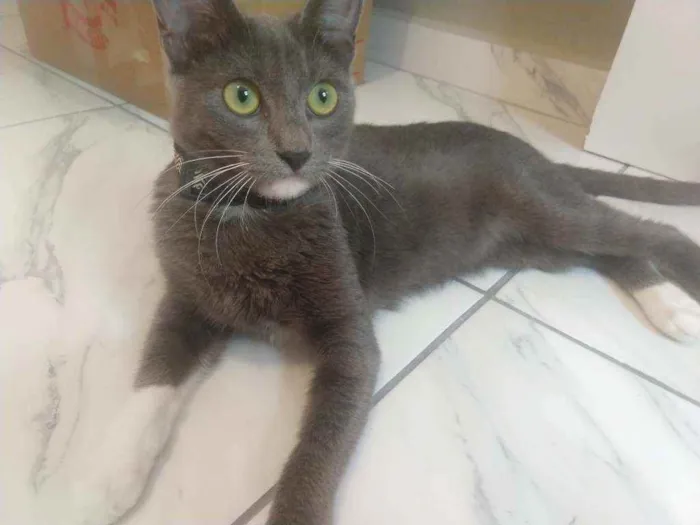 Gato raça SRD idade 7 a 11 meses nome Gaia 