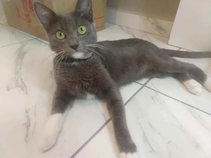 Gato raça SRD idade 7 a 11 meses nome Gaia 