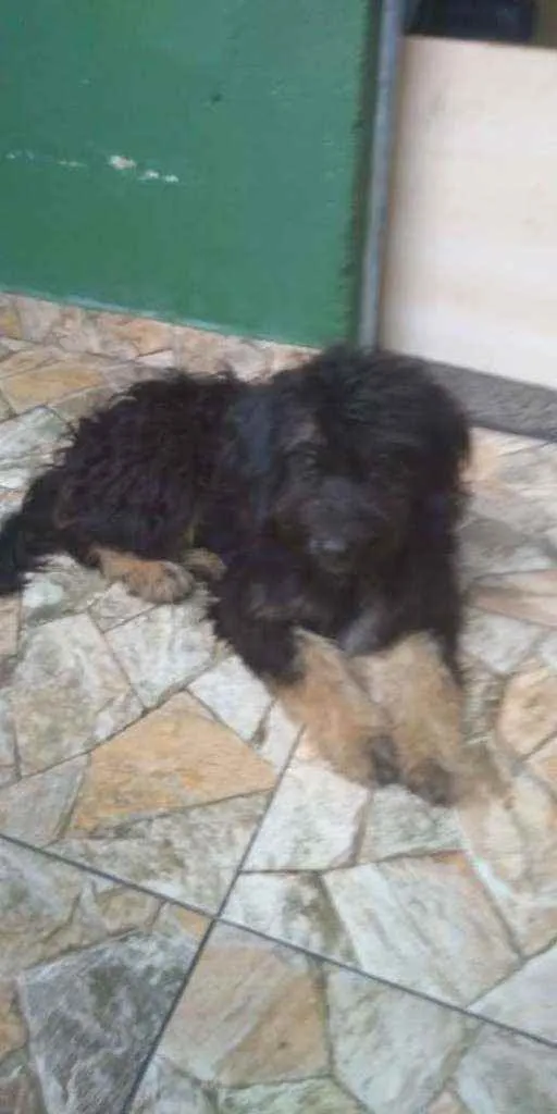 Cachorro ra a Poodle idade 1 ano nome Mike
