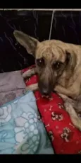 Shanzai