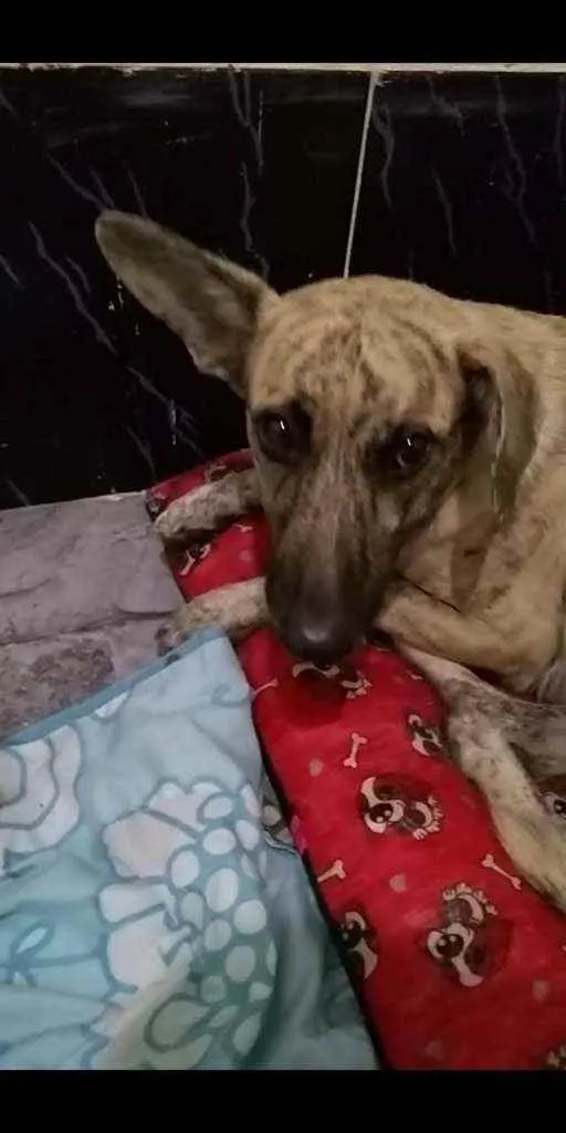 Cachorro ra a SRD idade 1 ano nome Shanzai