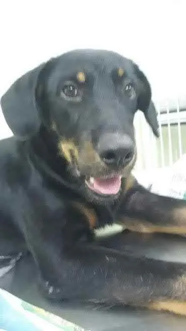 Cachorro raça SRD idade 7 a 11 meses nome Ceveride