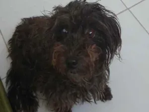 Cachorro raça Poodle idade 6 ou mais anos nome MILE