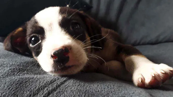 Cachorro ra a Sem Raça definida  idade Abaixo de 2 meses nome Sem nome 