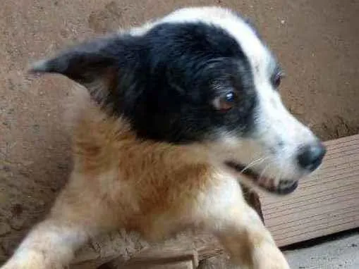 Cachorro ra a Crok ( vira lata) idade 5 anos nome Branca