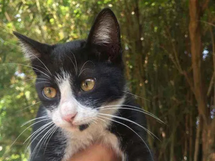 Gato raça Mestiço kurilian bobtail idade 7 a 11 meses nome Tom