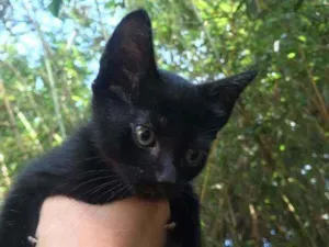 Gato raça Vira lata  idade 2 a 6 meses nome Malu 