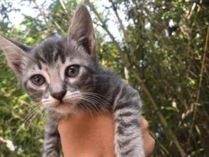 Gato raça Mestiça american shothair  idade 2 a 6 meses nome Aurora 
