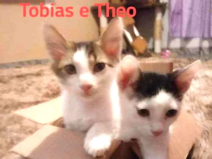 Gato ra a Srd idade 2 a 6 meses nome Tim/Thomas/Thom e Fl