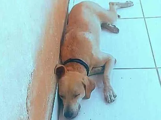 Cachorro ra a Vira lata  idade 2 anos nome Chica