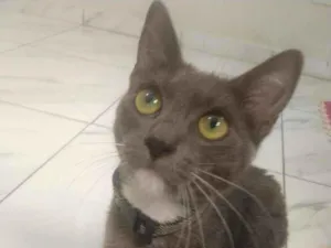 Gato raça SRD idade 7 a 11 meses nome Gaia 