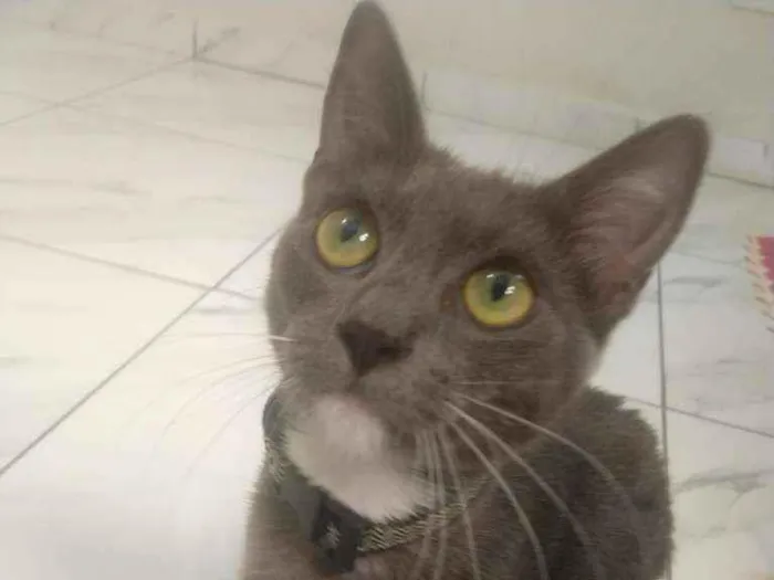 Gato raça SRD idade 7 a 11 meses nome Gaia 