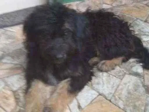 Cachorro ra a Poodle idade 1 ano nome Mike