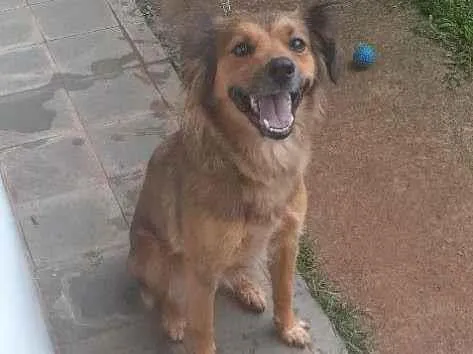 Cachorro ra a Indefinido  idade 2 anos nome Ada