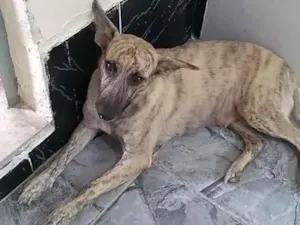 Cachorro raça SRD idade 1 ano nome Shanzai