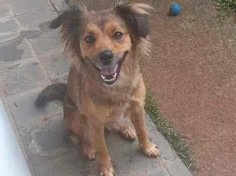 Cachorro ra a Indefinido  idade 2 anos nome Ada