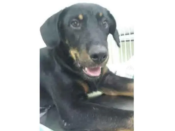 Cachorro raça SRD idade 7 a 11 meses nome Ceveride