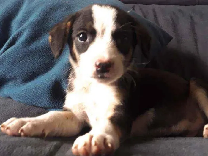 Cachorro ra a Sem Raça definida  idade Abaixo de 2 meses nome Sem nome 