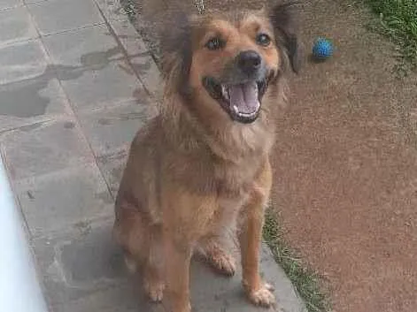 Cachorro ra a Indefinido  idade 2 anos nome Ada