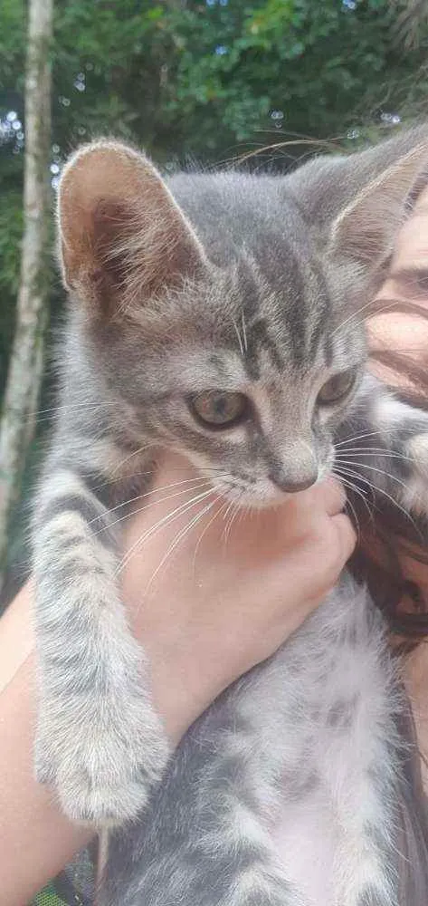 Gato ra a Mestiça american shothair  idade 2 a 6 meses nome Aurora 