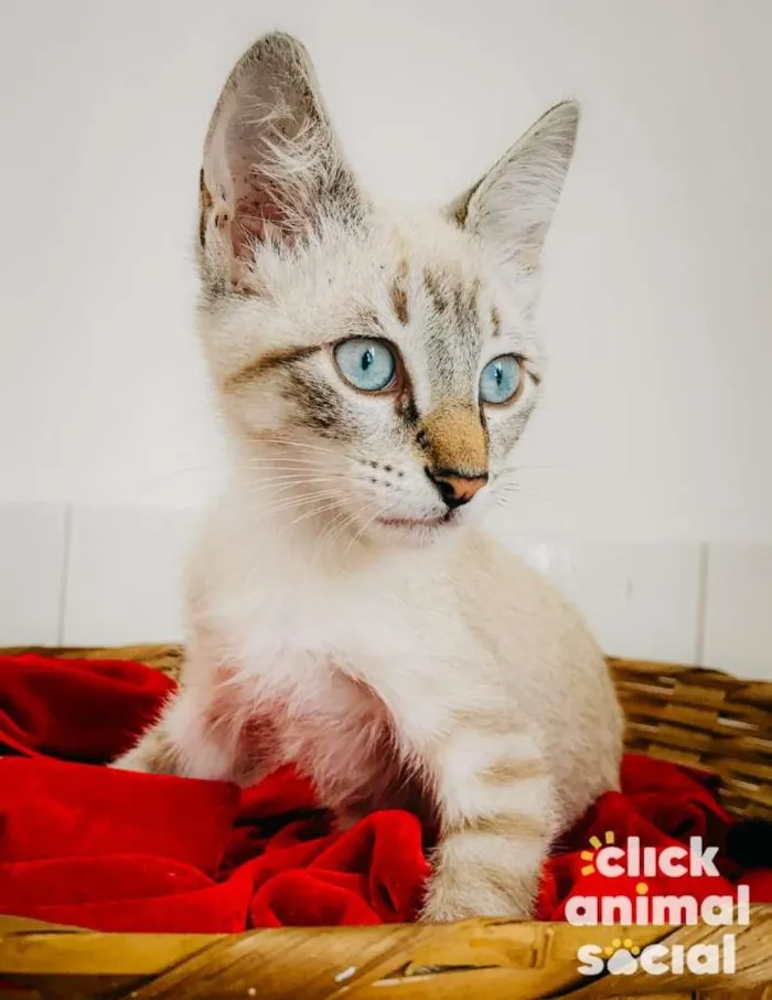 Gato ra a SRD-ViraLata idade 2 a 6 meses nome Akira