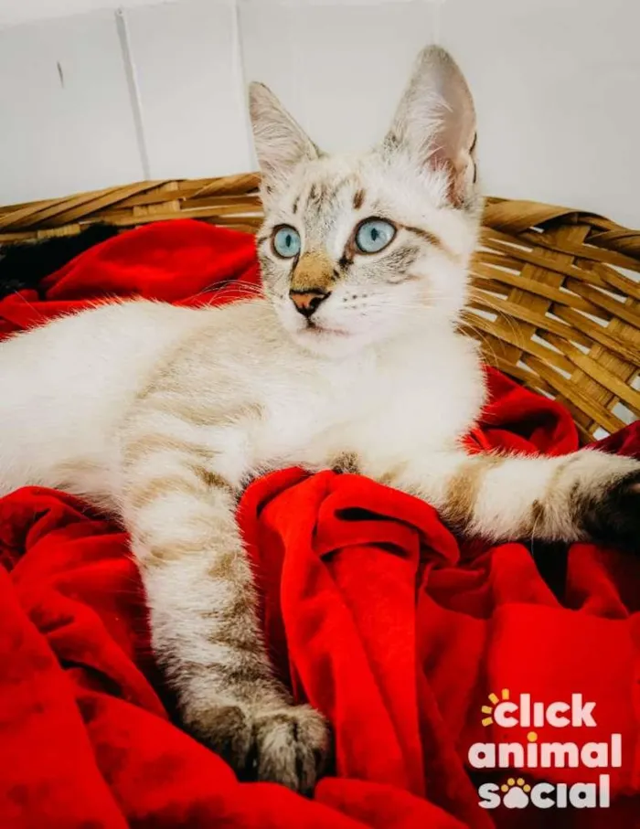 Gato ra a SRD-ViraLata idade 2 a 6 meses nome Akira