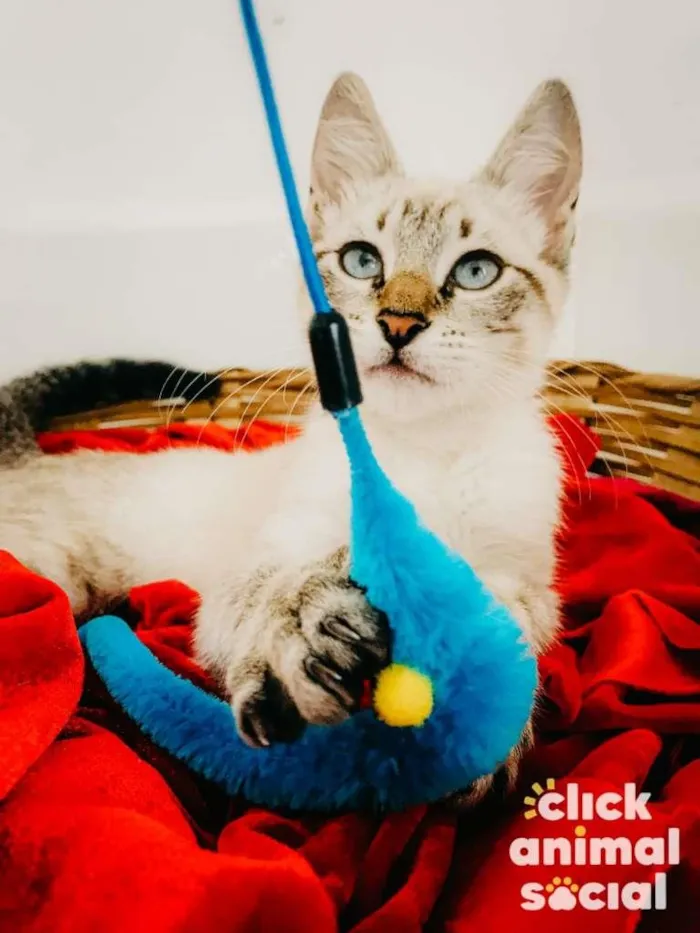 Gato ra a SRD-ViraLata idade 2 a 6 meses nome Akira
