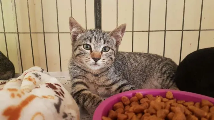 Gato raça SRD idade 2 a 6 meses nome Daviy Jones