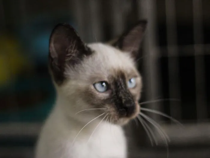 Gato raça SRD-ViraLata idade 2 a 6 meses nome Cotton