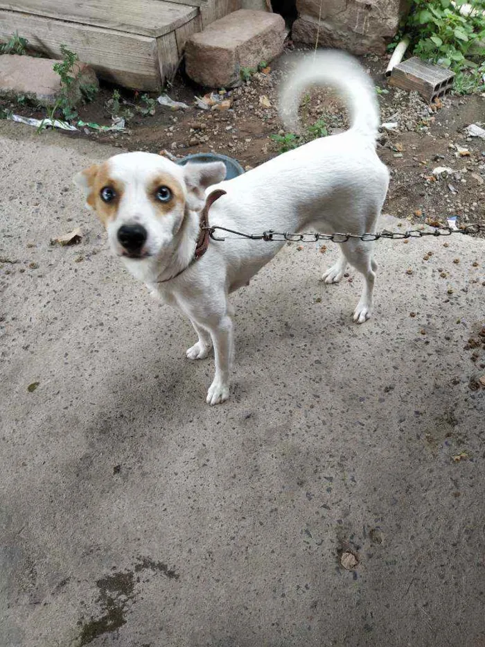 Cachorro ra a Vira lata idade 1 ano nome Cometa